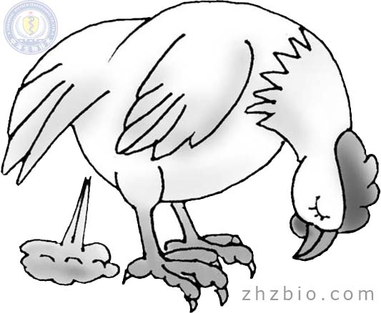 雞新城疫(雞瘟)發病癥狀和預防治療辦法