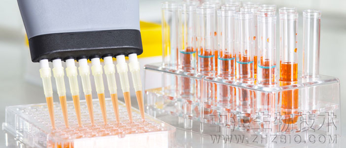 實(shí)驗(yàn)室支原體污染檢查驗(yàn)證六種鑒別辦法簡述